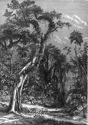 jagüey (dibujo de Samuel Hazard)